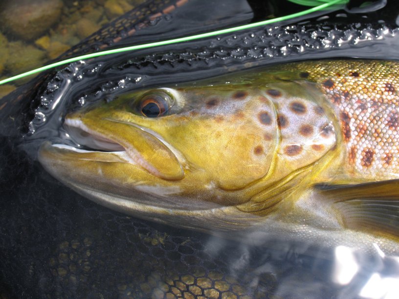 in the net, in the water...